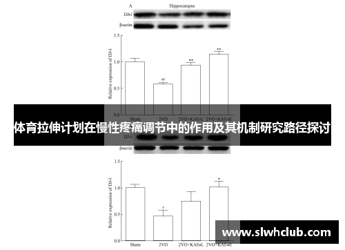 体育拉伸计划在慢性疼痛调节中的作用及其机制研究路径探讨